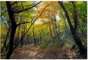 CONCORSO LETTERARIO “SI SENTE UN RUMORE TRA GLI ALBERI”